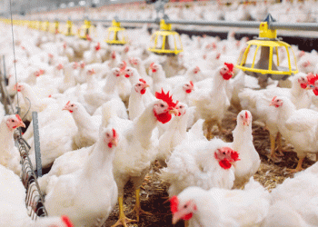 പക്ഷിപ്പനി; ആലപ്പുഴയില്‍ കോഴി വിഭവങ്ങളുടെ വിപണനം തടഞ്ഞു, ഹോട്ടലുകള്‍ അടച്ചിടും, പ്രതിഷേധവുമായി ഹോട്ടല്‍ ഉടമകള്‍