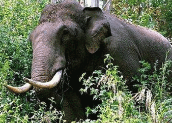 തിരുനെല്ലിയില്‍ കാട്ടാന ആക്രമണം; ആദിവാസി മധ്യവയസ്‌ക കൊല്ലപ്പെട്ടു