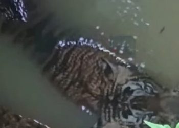 15 അടിയോളം താഴ്ചയുള്ള കിണറ്റിൽ വീണ നിലയിൽ കടുവ, കാഴ്ച കണ്ട് ഞെട്ടി വീട്ടുകാരും നാട്ടുകാരും