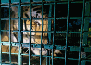 വയനാട്ടിലെ ആളെക്കൊല്ലി കടുവ കൂട്ടിലായി; ഊരുമൂപ്പനെ കൊന്ന കടുവയെന്ന് സ്ഥിരീകരണം