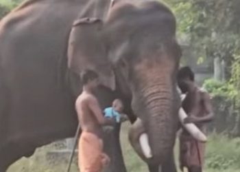 പേടി മാറ്റാന്‍ ആനയുടെ തുമ്പിക്കൈക്കിടയിലൂടെ കടത്തി, കൈയില്‍ നിന്ന് താഴെ വീണ കുഞ്ഞ് രക്ഷപ്പെട്ടത് തലനാരിഴയ്ക്ക്