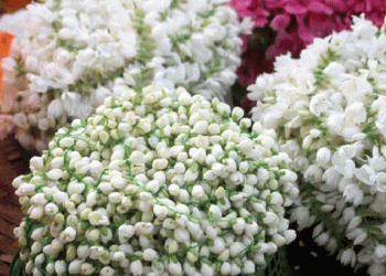 തൊട്ടാല് പൊള്ളും: കുതിച്ചുയർന്ന് മുല്ലപ്പൂ വില, കിലോയ്ക്ക് 8000 രൂപ വരെയായി