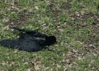 കാക്കകൾ കൂട്ടത്തോടെ ചത്തൊടുങ്ങി, പക്ഷിപ്പനി സ്ഥിരീകരണം; കണ്ണൂർ കളക്ടറുടെ അറിയിപ്പ്