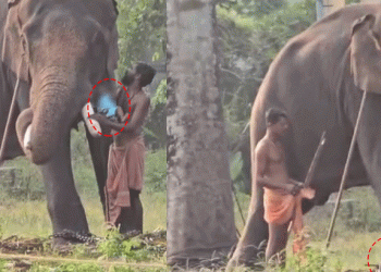 ഹരിപ്പാട് പിഞ്ചുകുഞ്ഞുമായി ആനയുടെ സമീപം പാപ്പാൻമാരുടെ സാഹസം; സ്വമേധയാ കേസെടുത്ത് പൊലീസ്