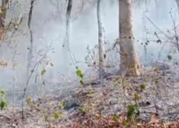 നെല്ലിക്കര മലവാരത്ത് കാട്ടുതീ, ഏക്കര്‍കണക്കിന് വനം കത്തിനശിച്ചു, ഫോട്ടോ എടുക്കുന്നതിന് കർശന വിലക്കുമായി വനംവകുപ്പ്